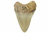 Fossil Megalodon Tooth - North Carolina #236866-1